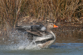 ..::Goose::..